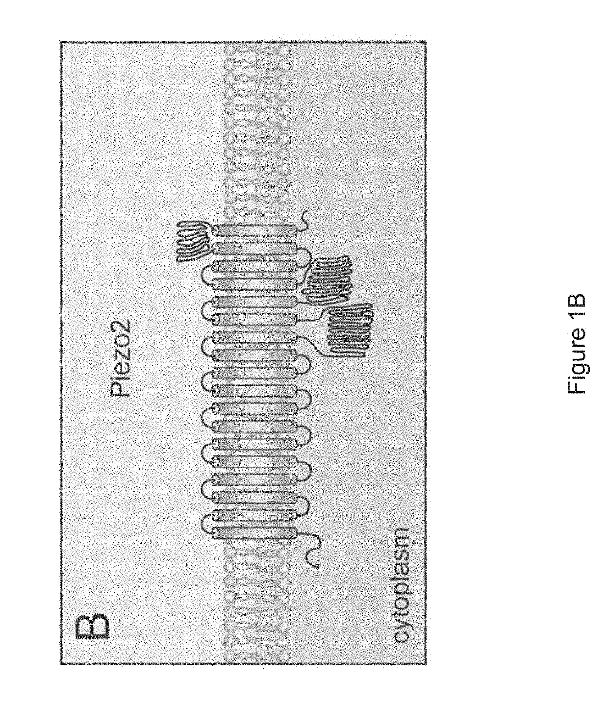 Devices and methods for treatment of anxiety and related disorders via delivery of mechanical stimulation to nerve, mechanoreceptor, and cell targets