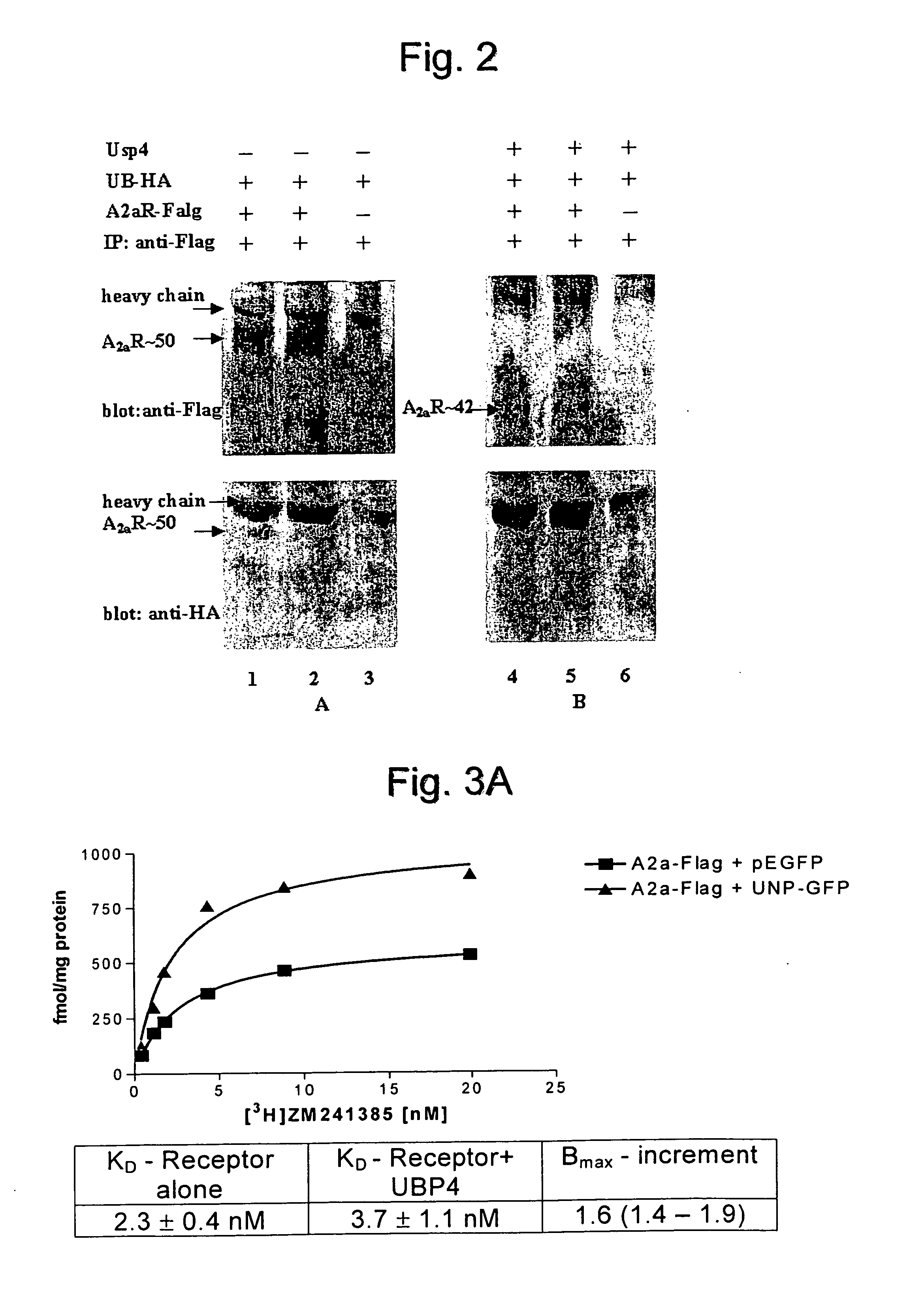 Use of a compound for enhancing the expression of membrane proteins on the cell surface