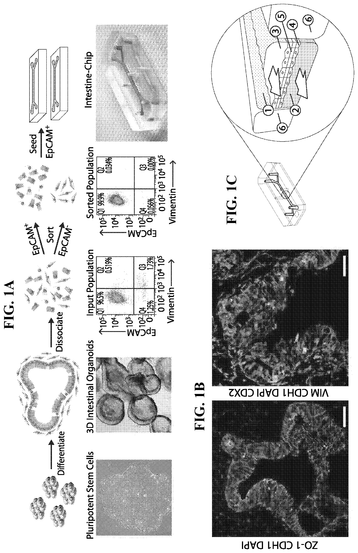 Systems and methods for growth of intestinal cells