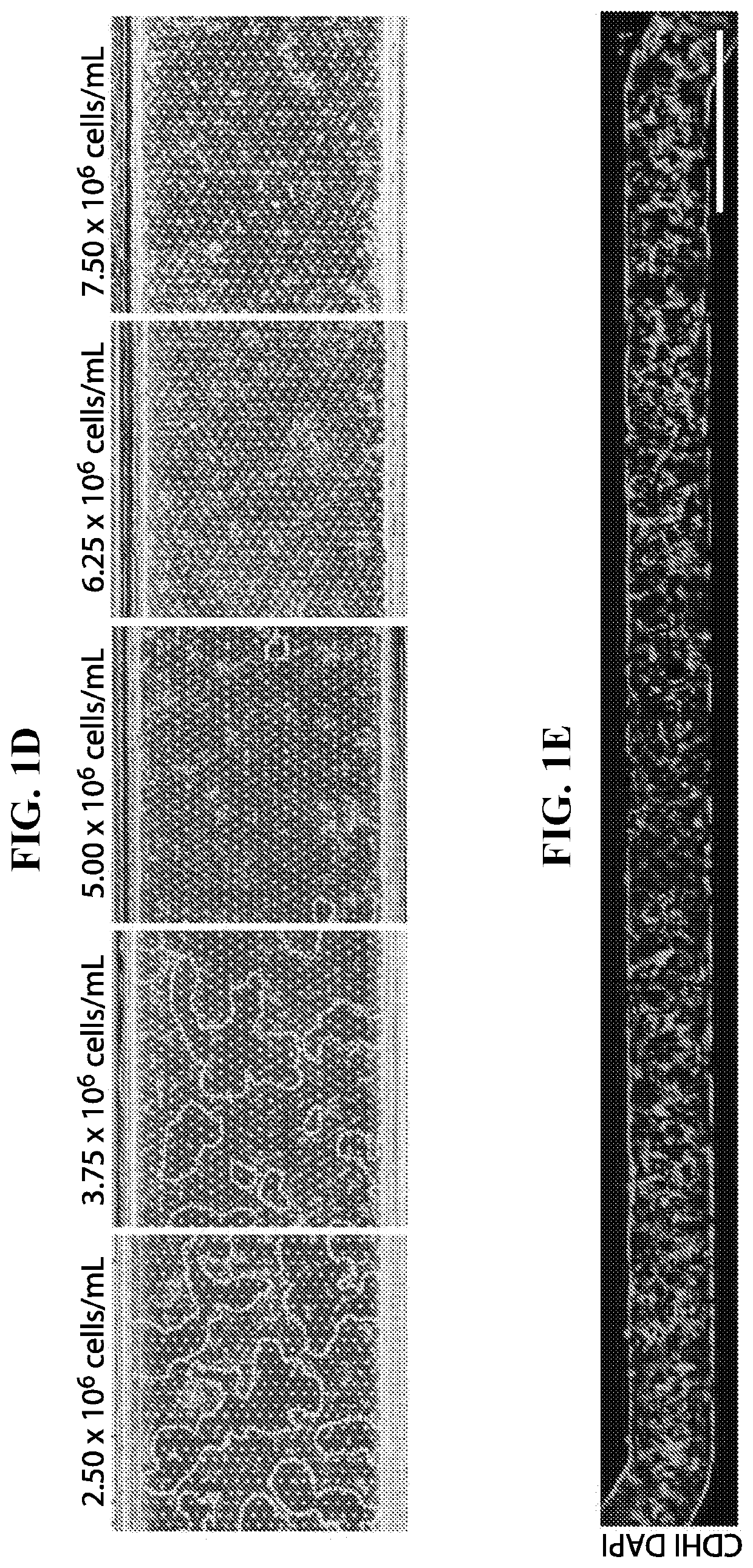 Systems and methods for growth of intestinal cells