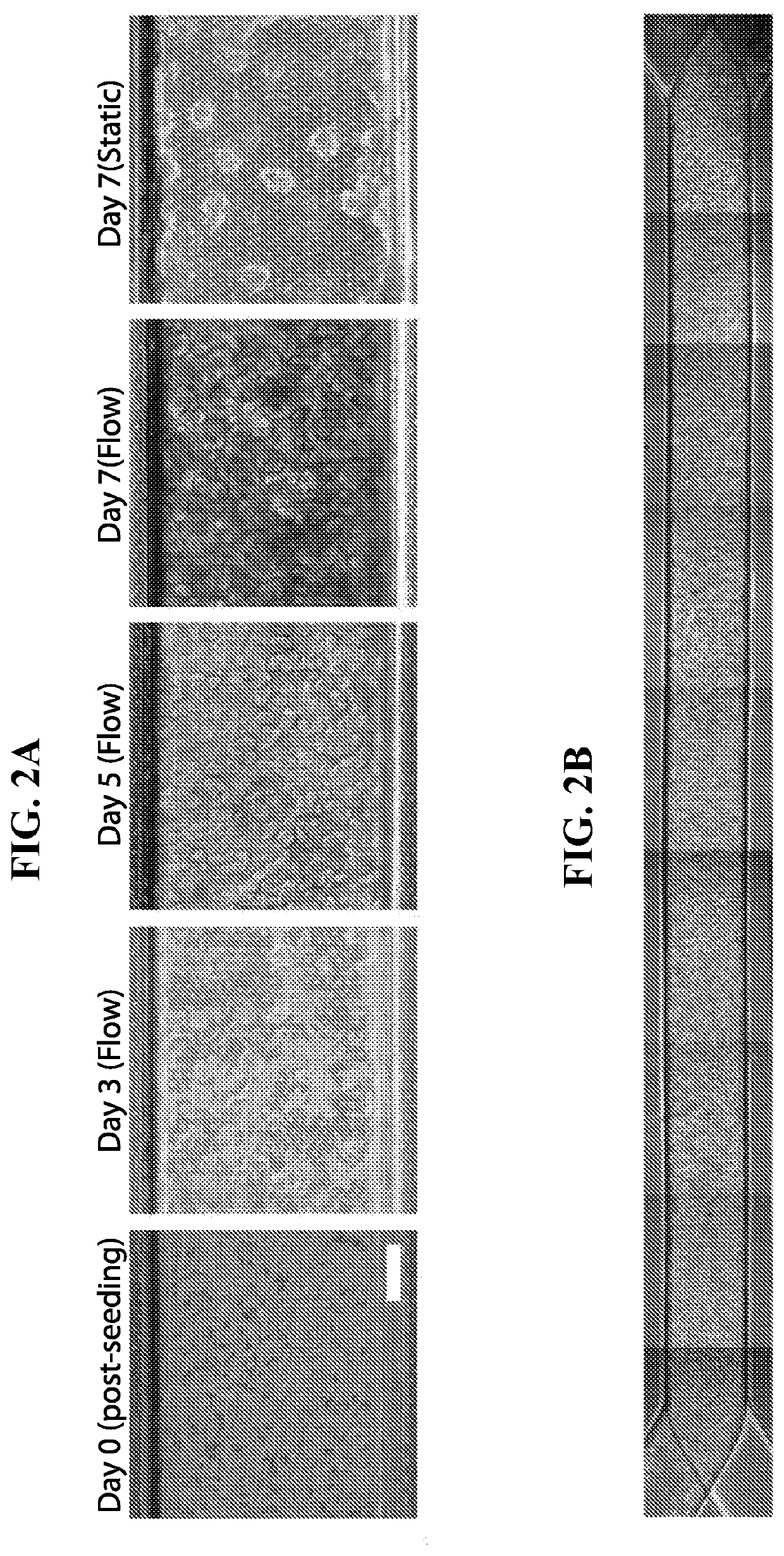 Systems and methods for growth of intestinal cells