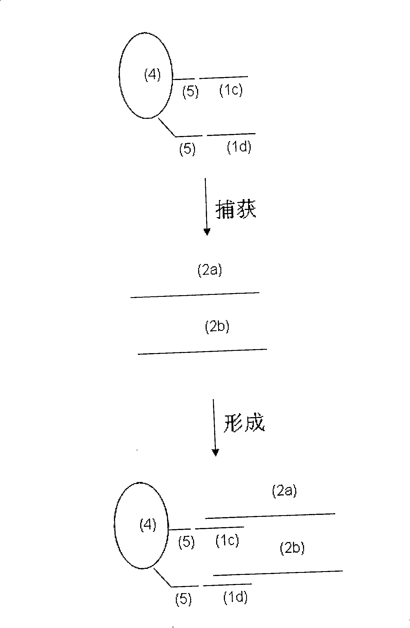 Method for extracting and purifying target nucleic acid and use thereof