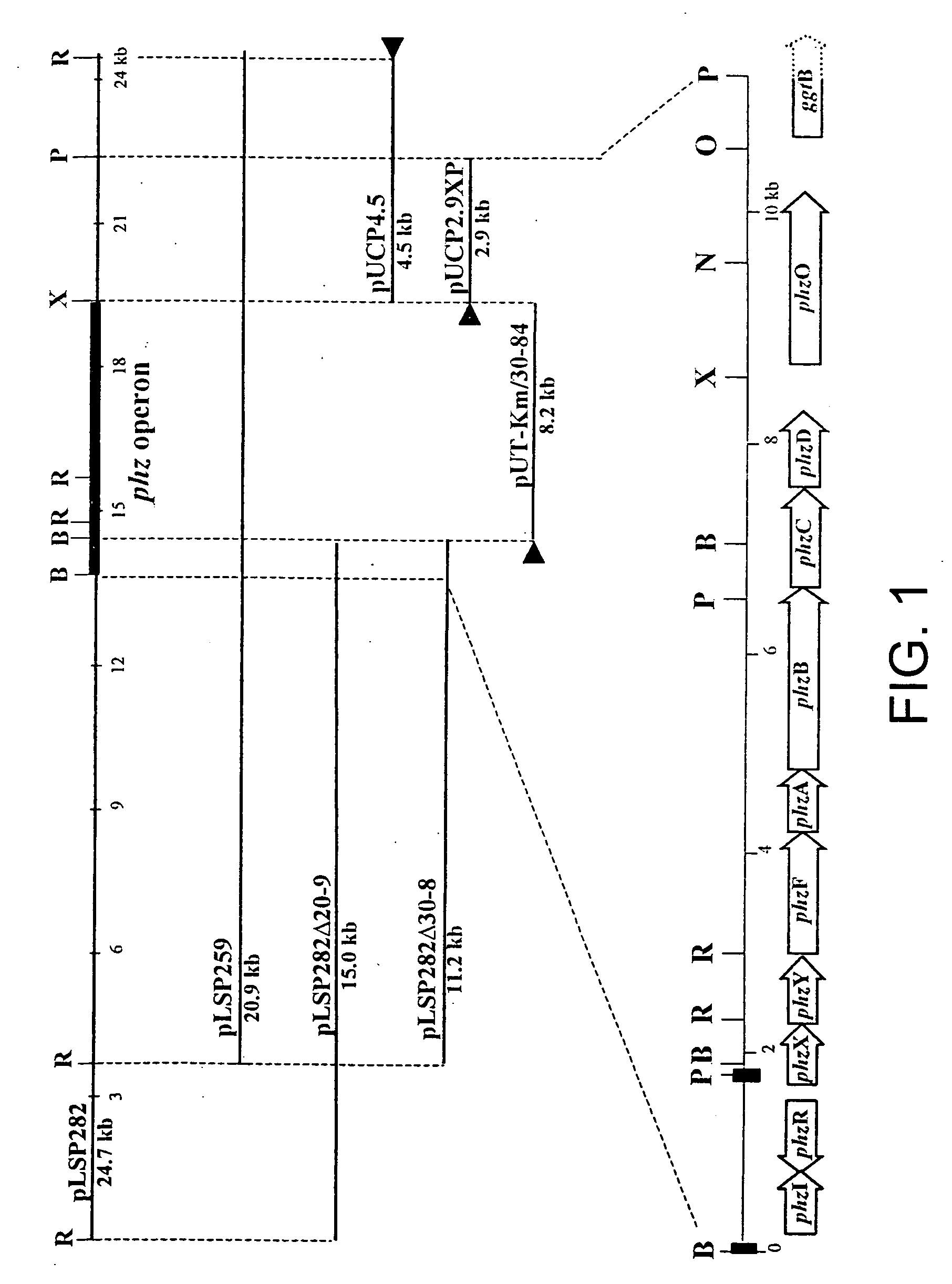 Sequences encoding PhzO and methods