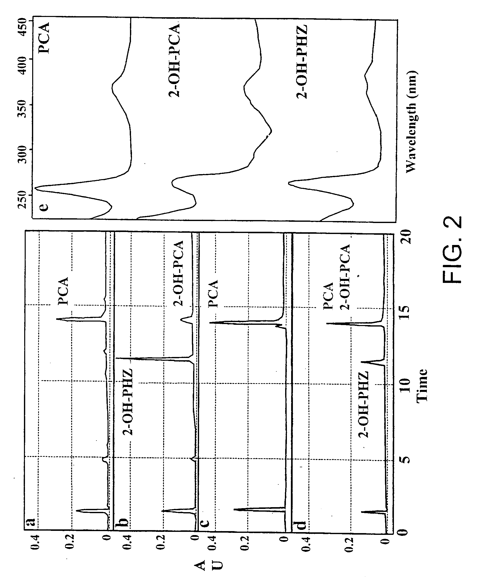 Sequences encoding PhzO and methods