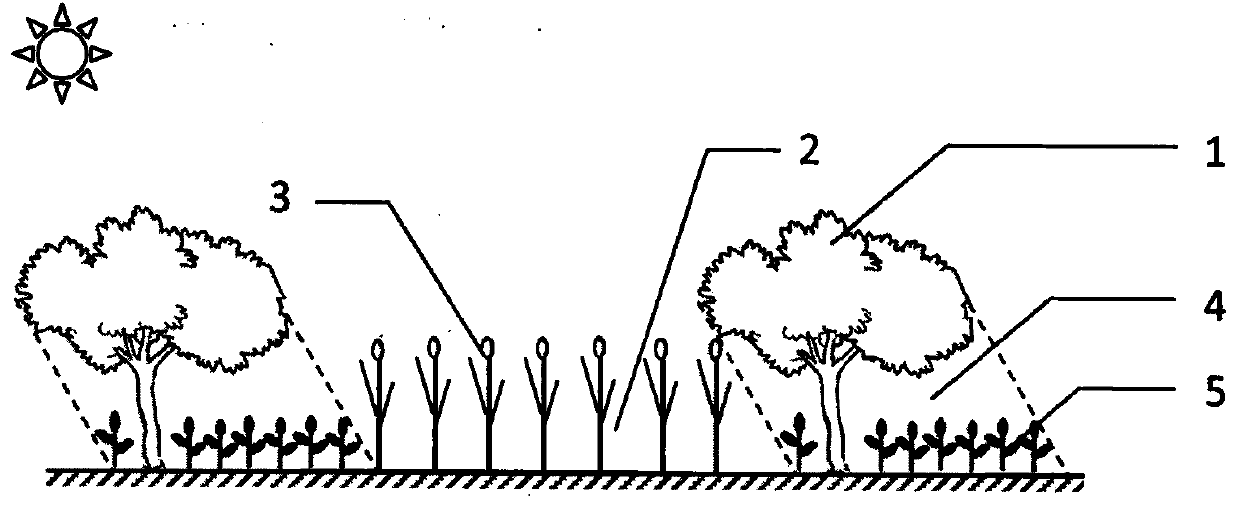 Sandy land intercropping method for intercropping forests, grains, grass and vegetables under walnut forests