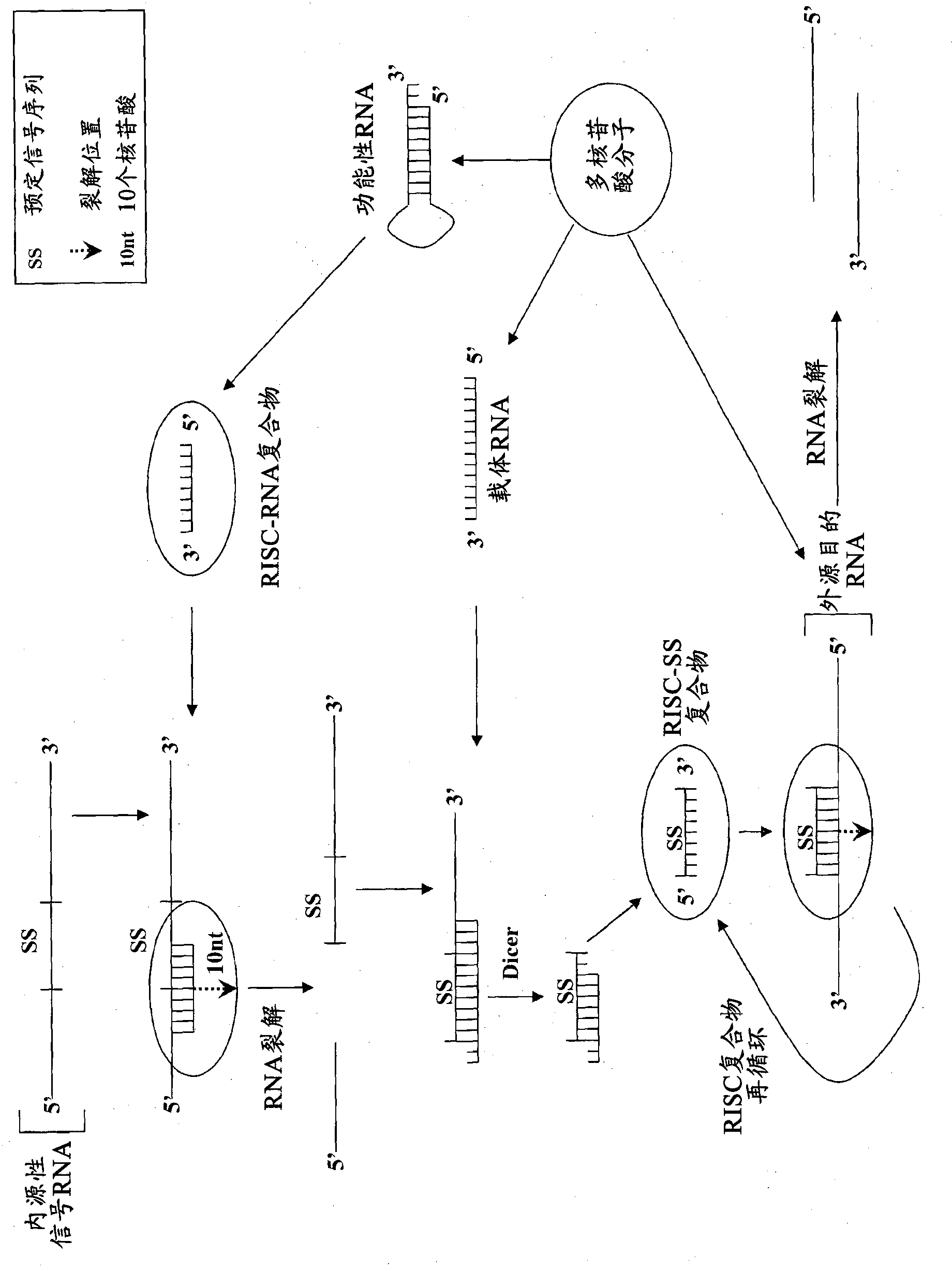 Compositions and methods for specific cleavage of exogenous rna in a cell