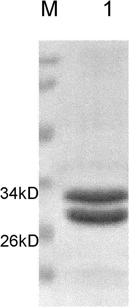 Anti-Met humanized Fab, anti-Met humanized Fab and doxorubicin conjugate and preparation method and application of anti-Met humanized Fab and doxorubicin conjugate