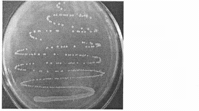 Staphylococcus epidermidis and application thereof in producing fermented segmental pork