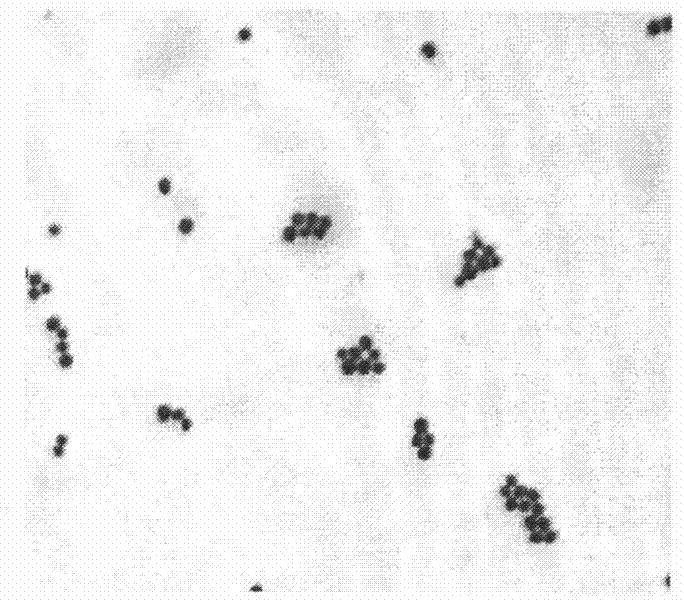 Staphylococcus epidermidis and application thereof in producing fermented segmental pork