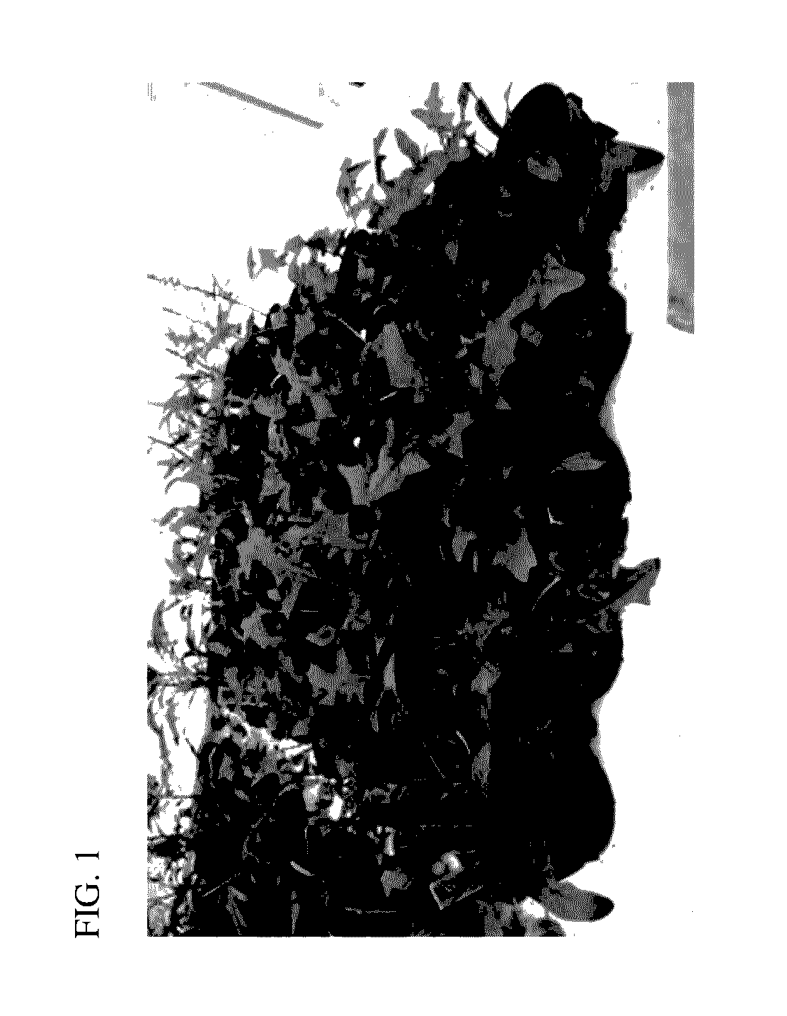 Methods and Compositions for Peronospora Resistance in Spinach