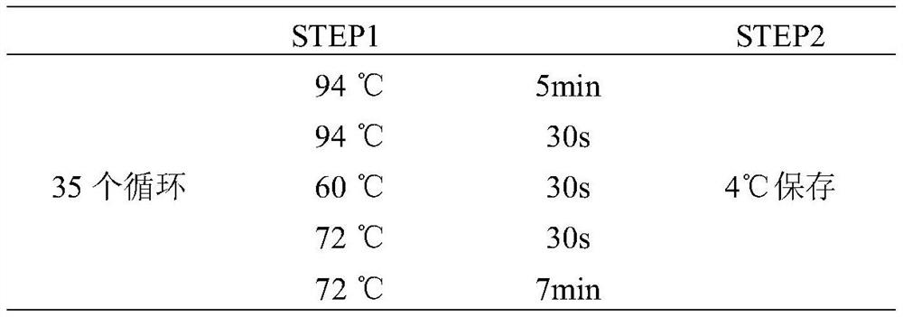 Method for improving meat performance of beef cattle by using EDG1 gene