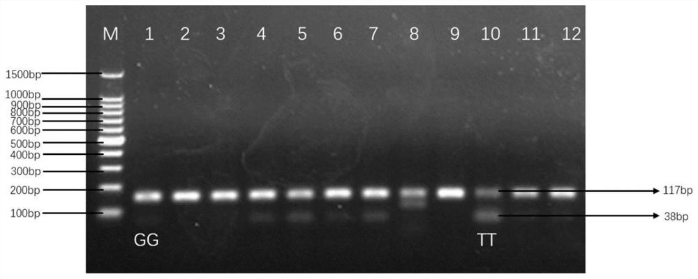 Method for improving meat performance of beef cattle by using EDG1 gene