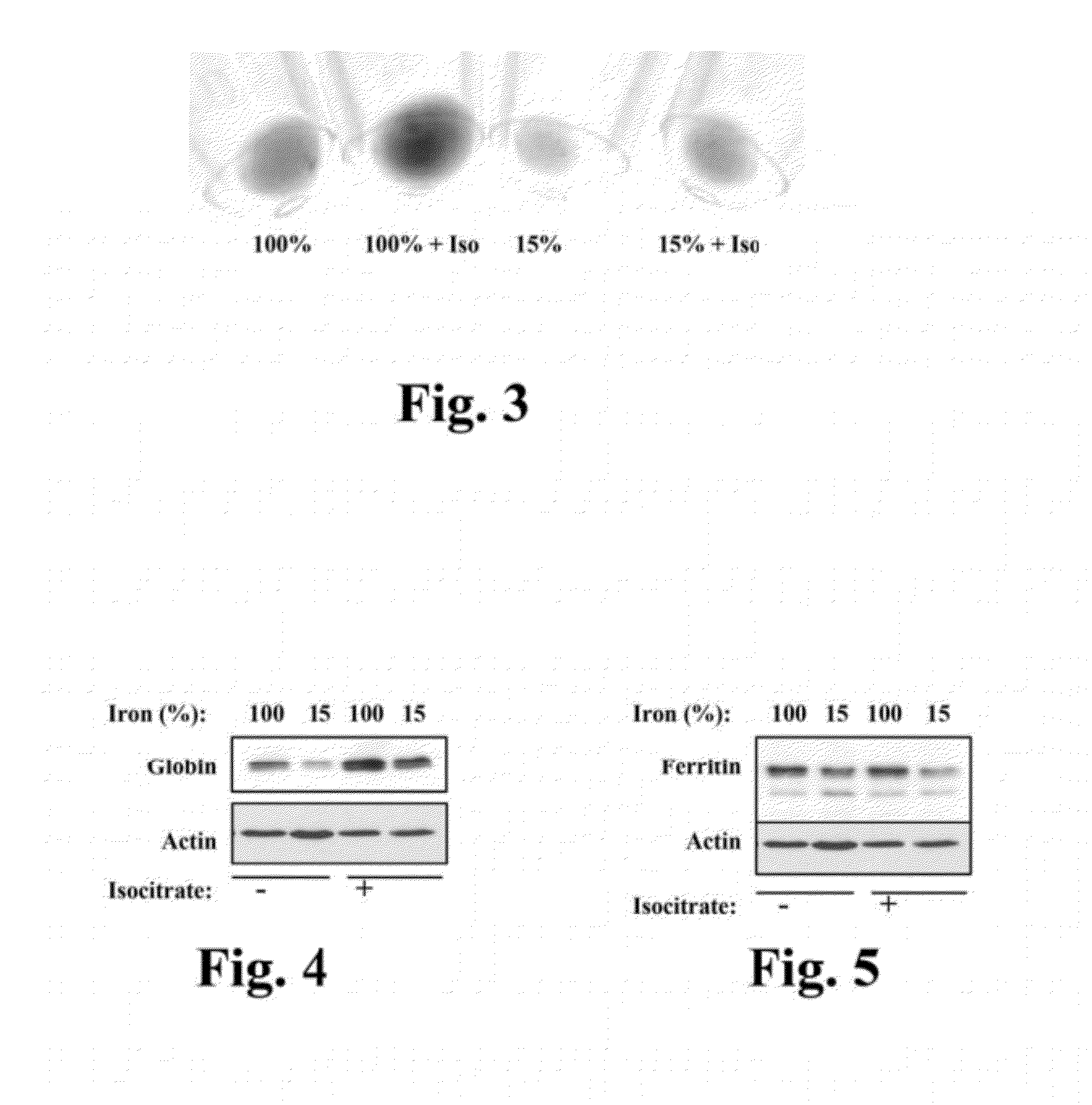 Methods and Compounds Regulating the Erythroid Response to Iron Deficiency