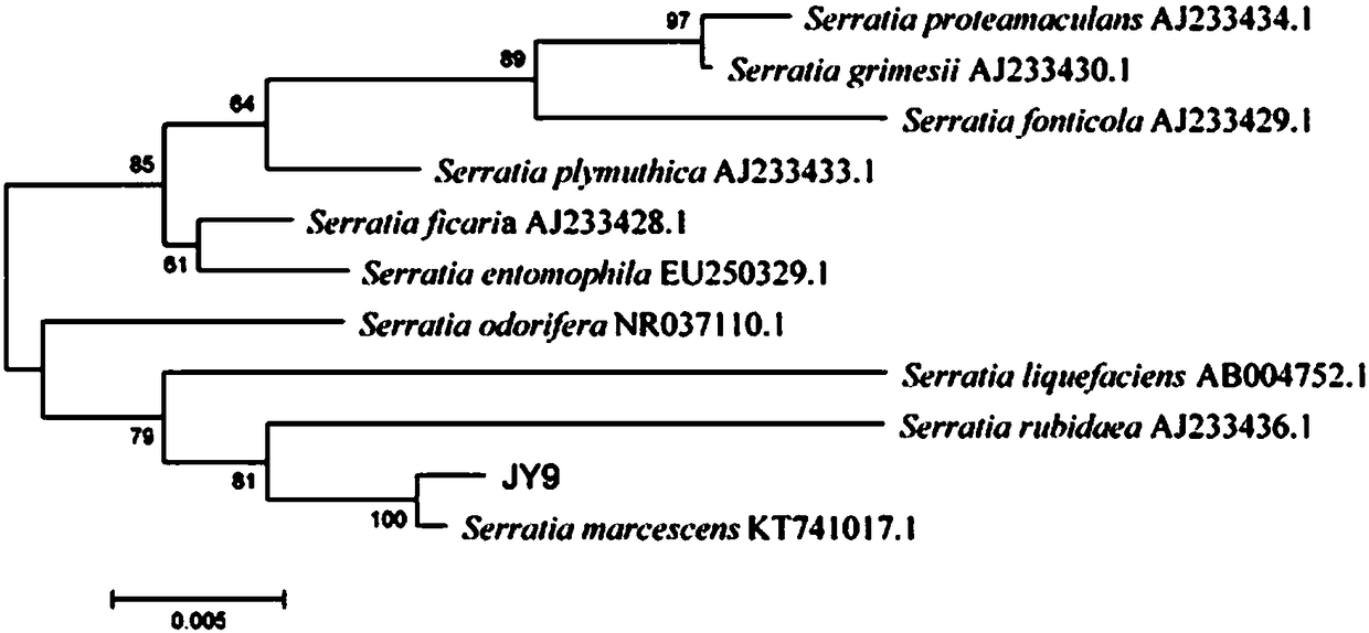 Serratia marcescens derived from agriphilaaeneociliella diseased insect bodies and application thereof