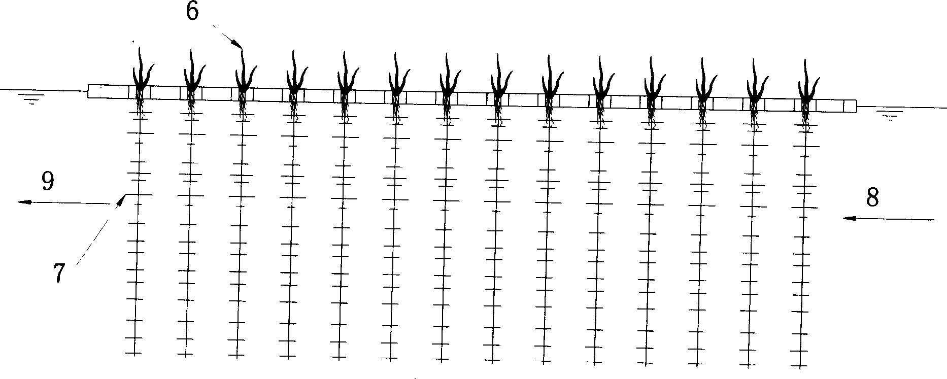 Method for purifying polluted river water on original position by floating bed plants and biologic membrane composite technique