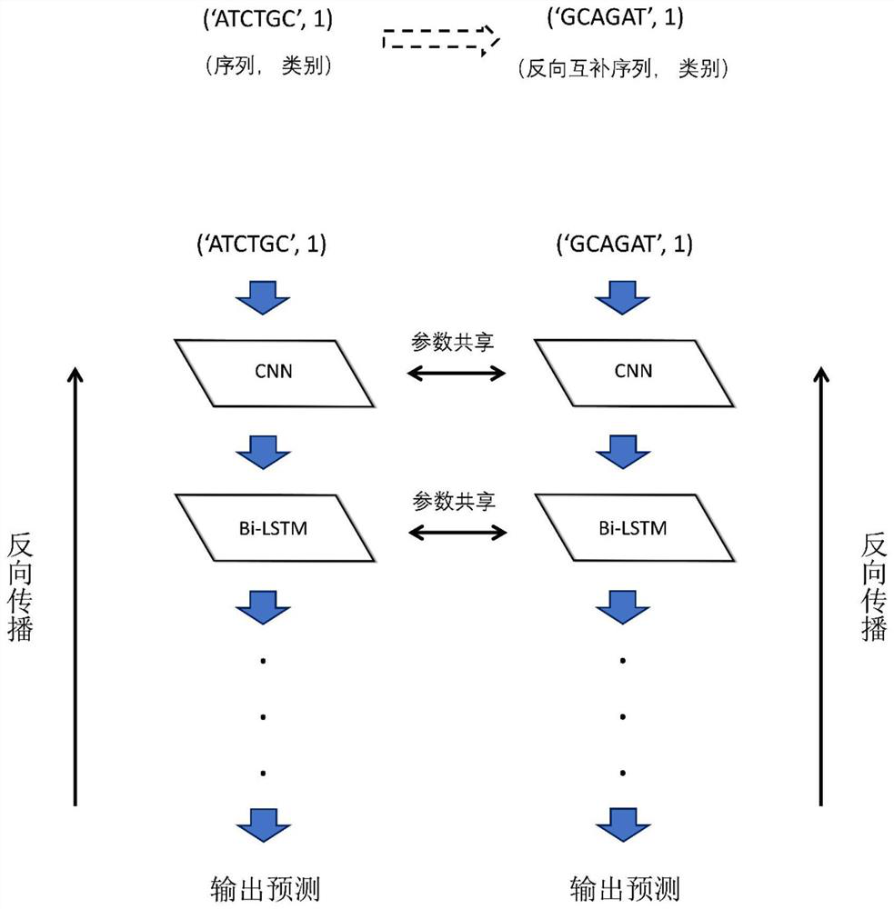 Biological sequence processing and model training method