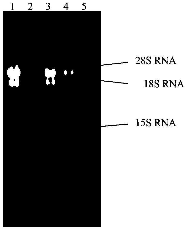 Cordyceps Chinese Hirsutella uridine-cytidine kinase, coding gene and application thereof