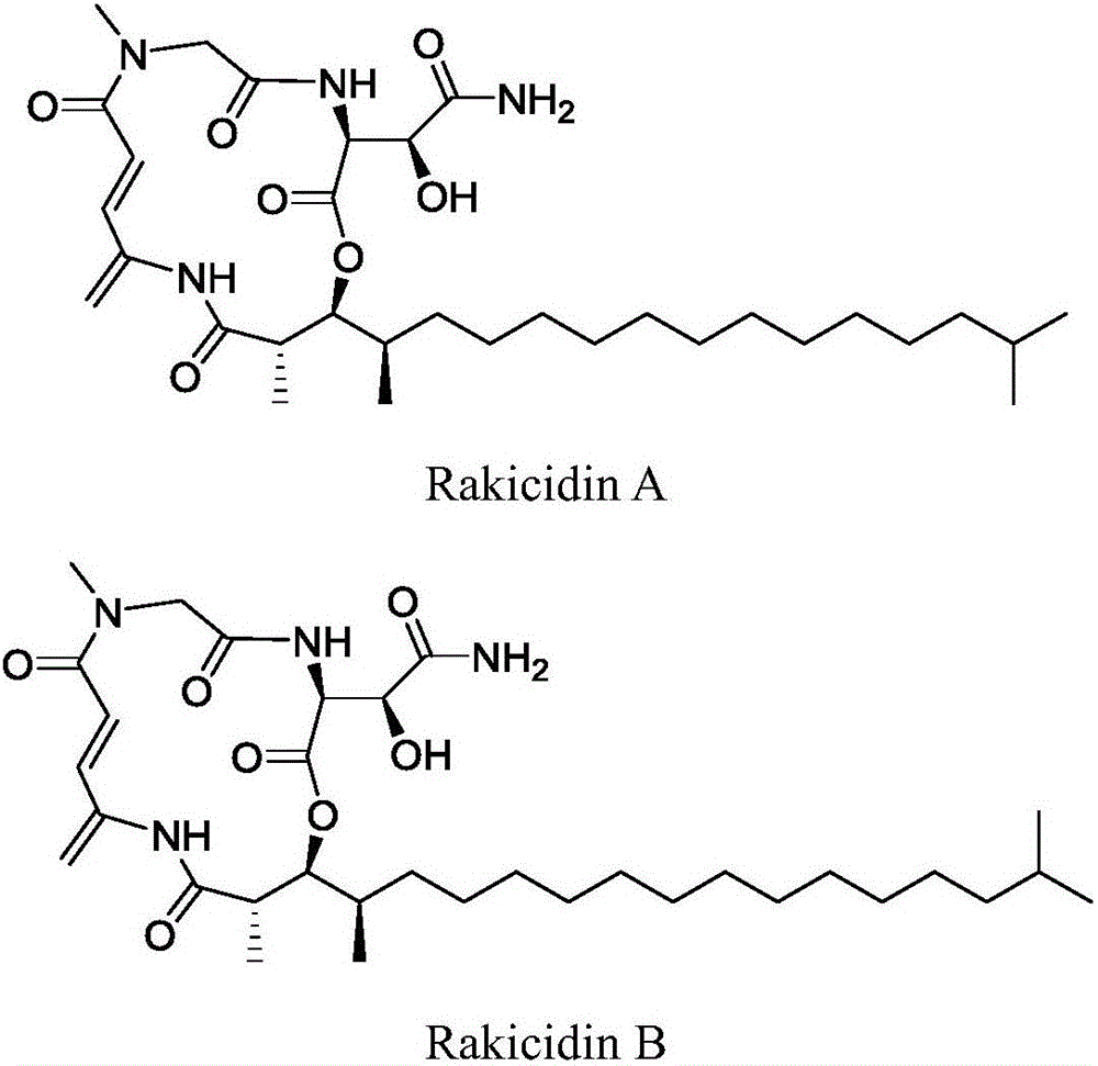 Application of Rakicidins compounds in resistance to clinical pathogenic anaerobic bacteria