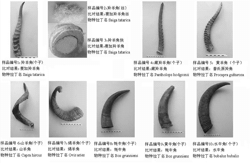 DNA extraction method of animal horn pharmaceutical cuticle