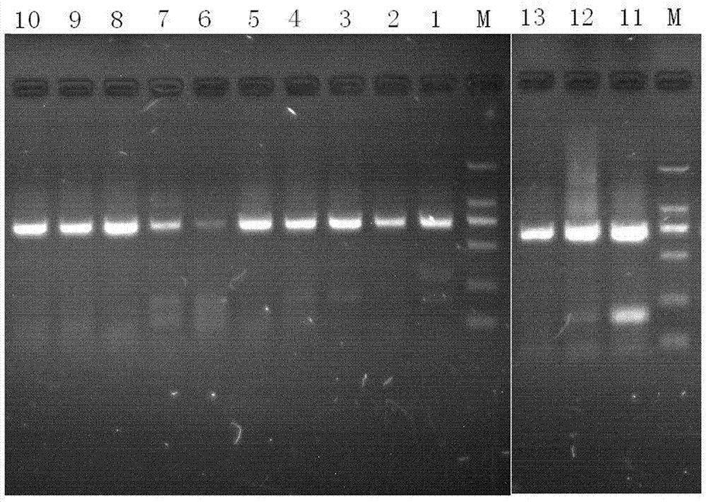 DNA extraction method of animal horn pharmaceutical cuticle