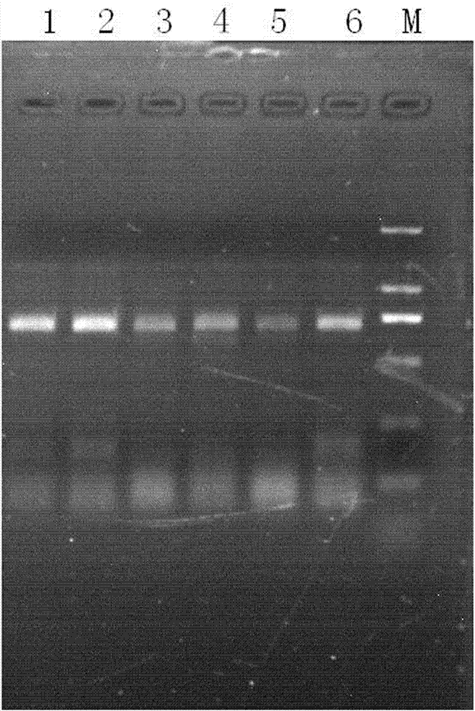 DNA extraction method of animal horn pharmaceutical cuticle