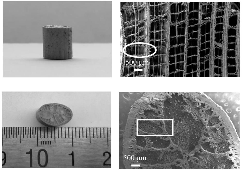 Photo-thermal conversion material based on thalia dealbata stems, and preparation method and application thereof