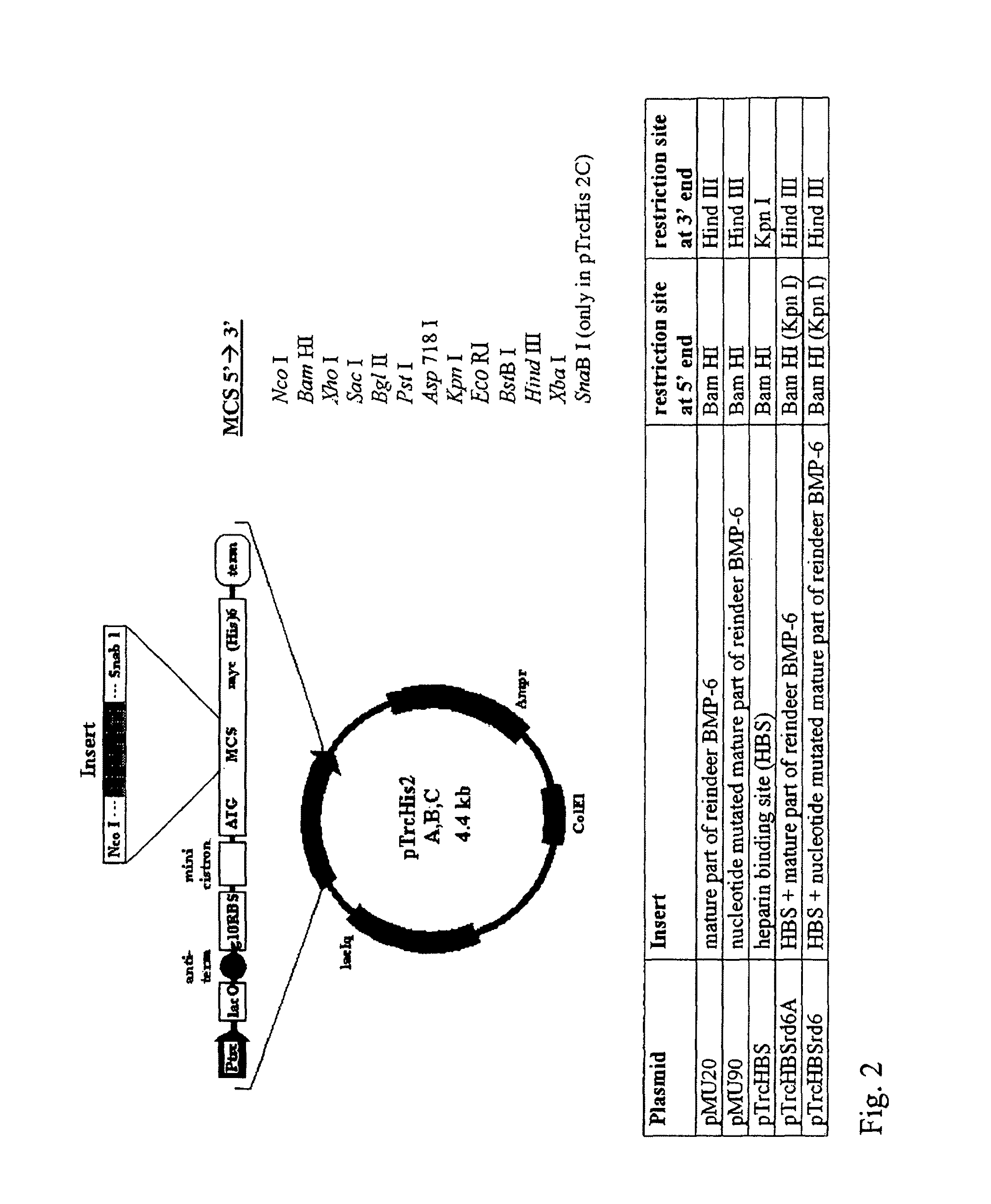 Bone morphogenetic proteins containing a heparin binding site and osteogenic devices and pharmaceutical products containing thereof
