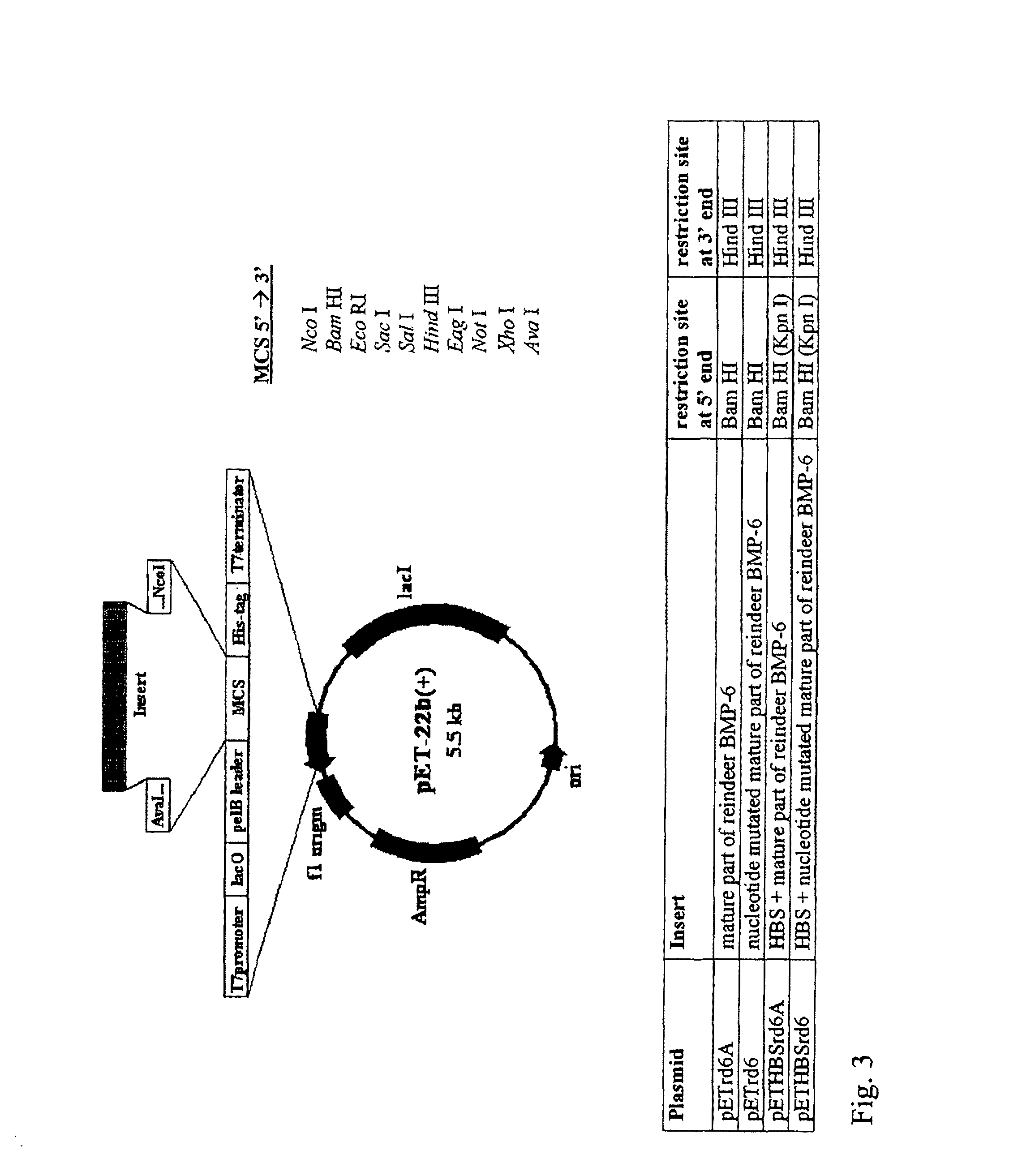 Bone morphogenetic proteins containing a heparin binding site and osteogenic devices and pharmaceutical products containing thereof