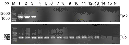 Primer pair and kit for detecting mouse trypanosome