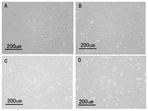 A method of inhibiting fibroblast differentiation of MSCs, MSCs and DNA fragments