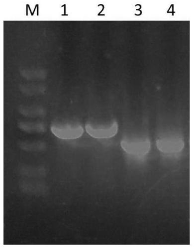 Preparation method and application of RNA interference sequence of trehalase gene of Acyrthosiphon pisum