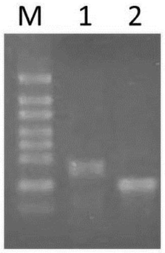 Preparation method and application of RNA interference sequence of trehalase gene of Acyrthosiphon pisum