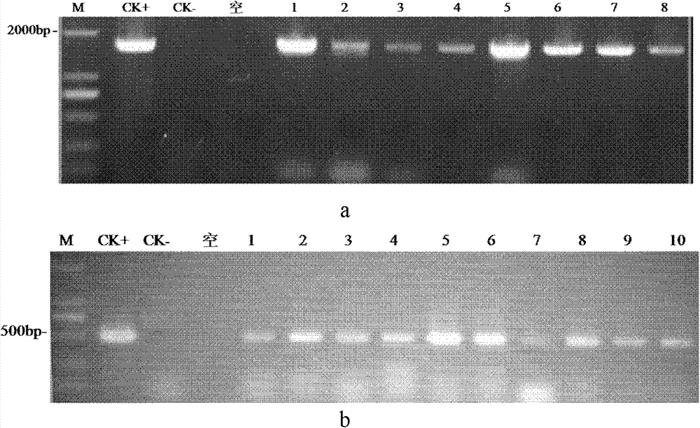 Method for building high-efficiency regenerating and transforming system of Oryza sativaL. subsp. japonica 11