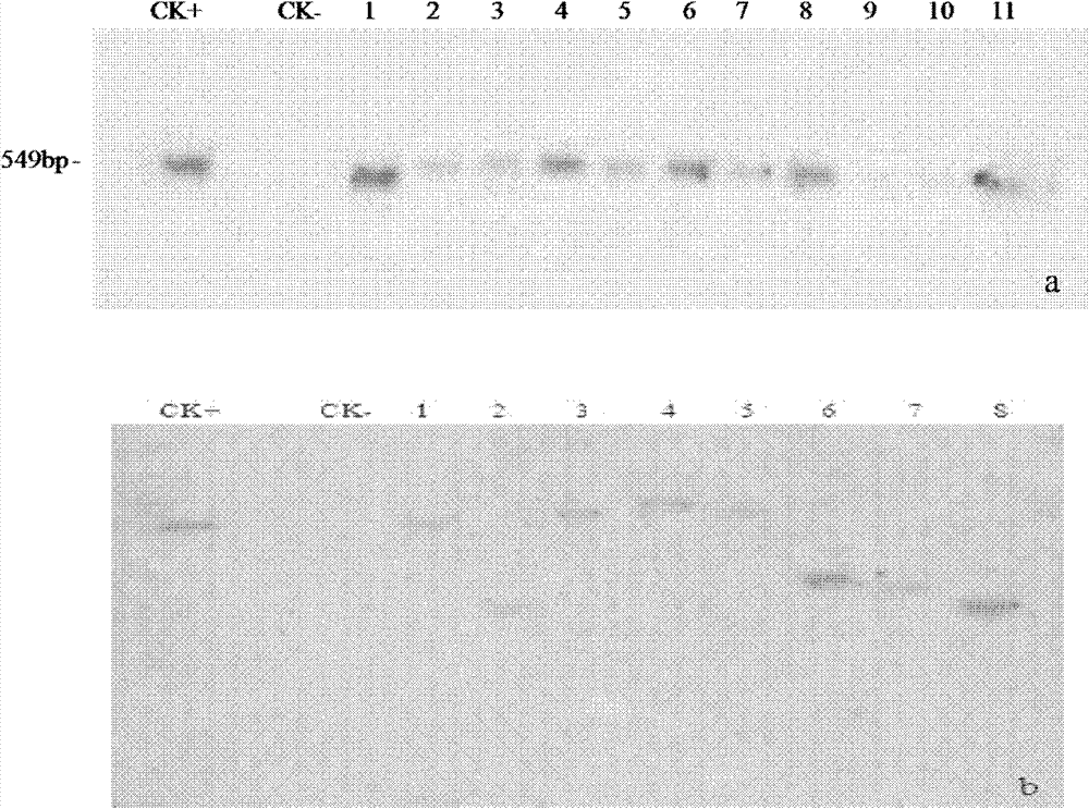 Method for building high-efficiency regenerating and transforming system of Oryza sativaL. subsp. japonica 11