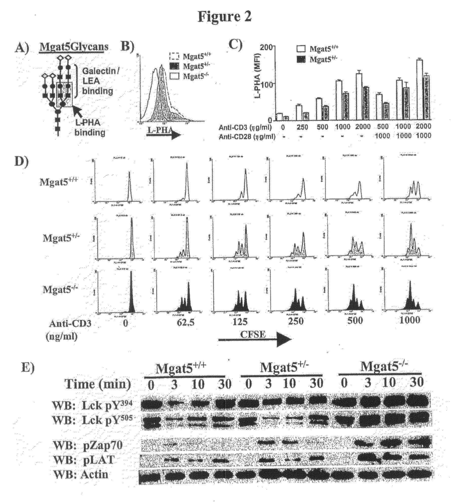 Methods and compositions for preventing and treating a disease related to glycan dysregulation
