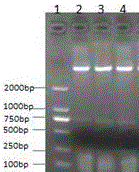 Gene encoding recombinant porcine circovirus type 2 Cap protein and application thereof