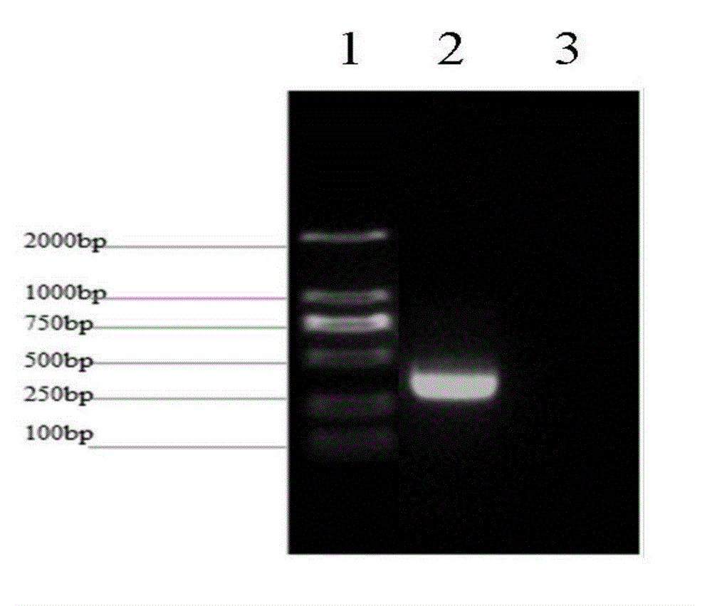 Pig IGFN1 protein polyclonal antibody and preparation method and application thereof