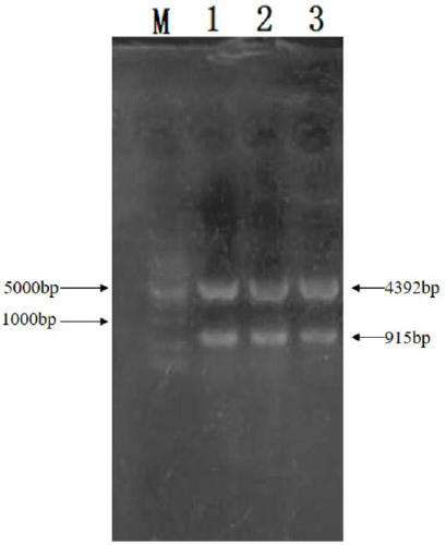 Omega-transaminase from bacillus pumilus and application in biological amination