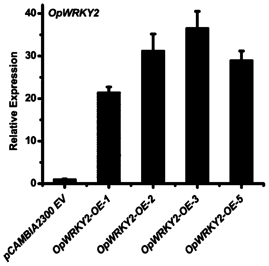 Coding sequence of ophiorrhiza pumila OpWRKY2 transcription factor and application of coding sequence