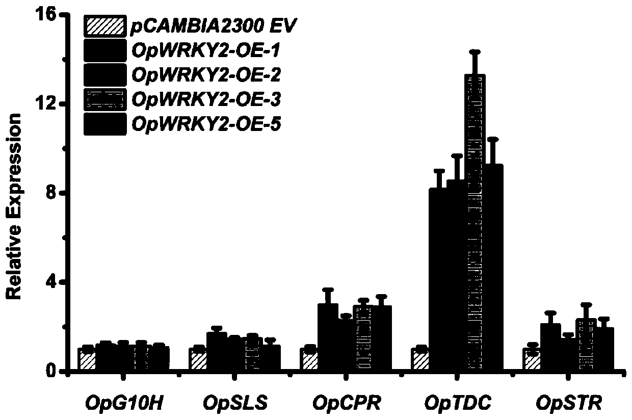 Coding sequence of ophiorrhiza pumila OpWRKY2 transcription factor and application of coding sequence