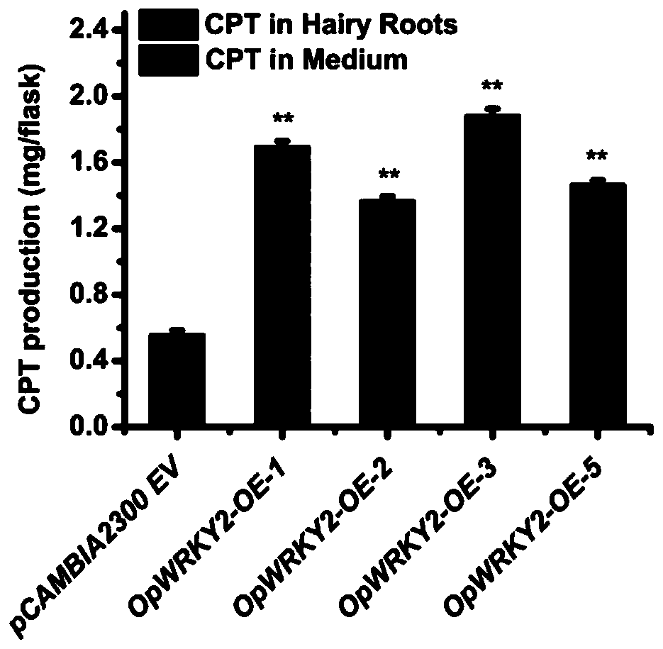 Coding sequence of ophiorrhiza pumila OpWRKY2 transcription factor and application of coding sequence