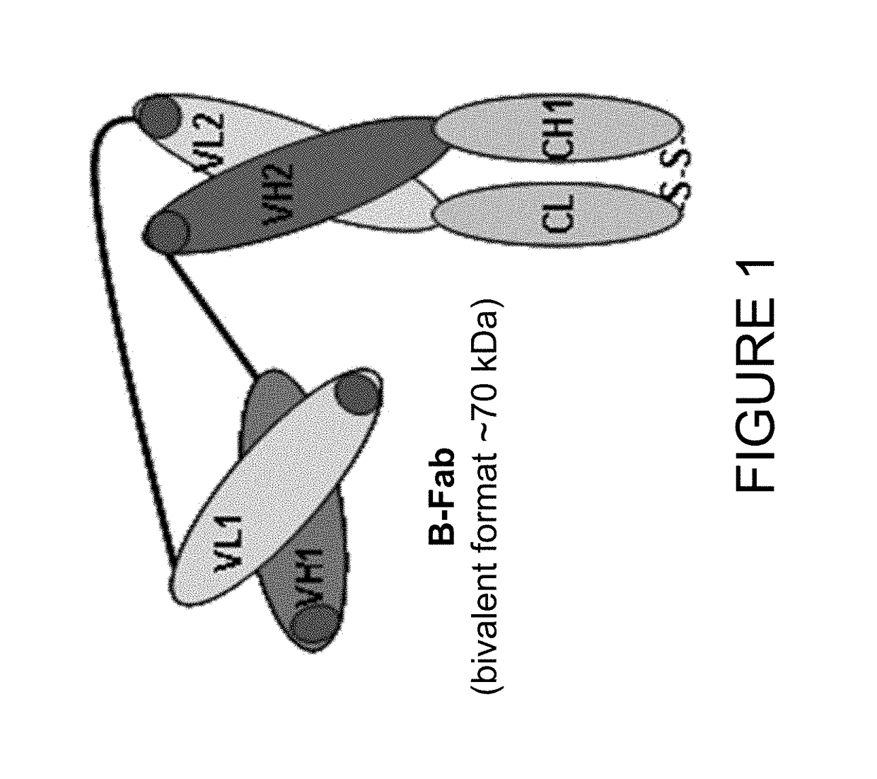 Immuno imaging agent for use with antibody-drug conjugate therapy