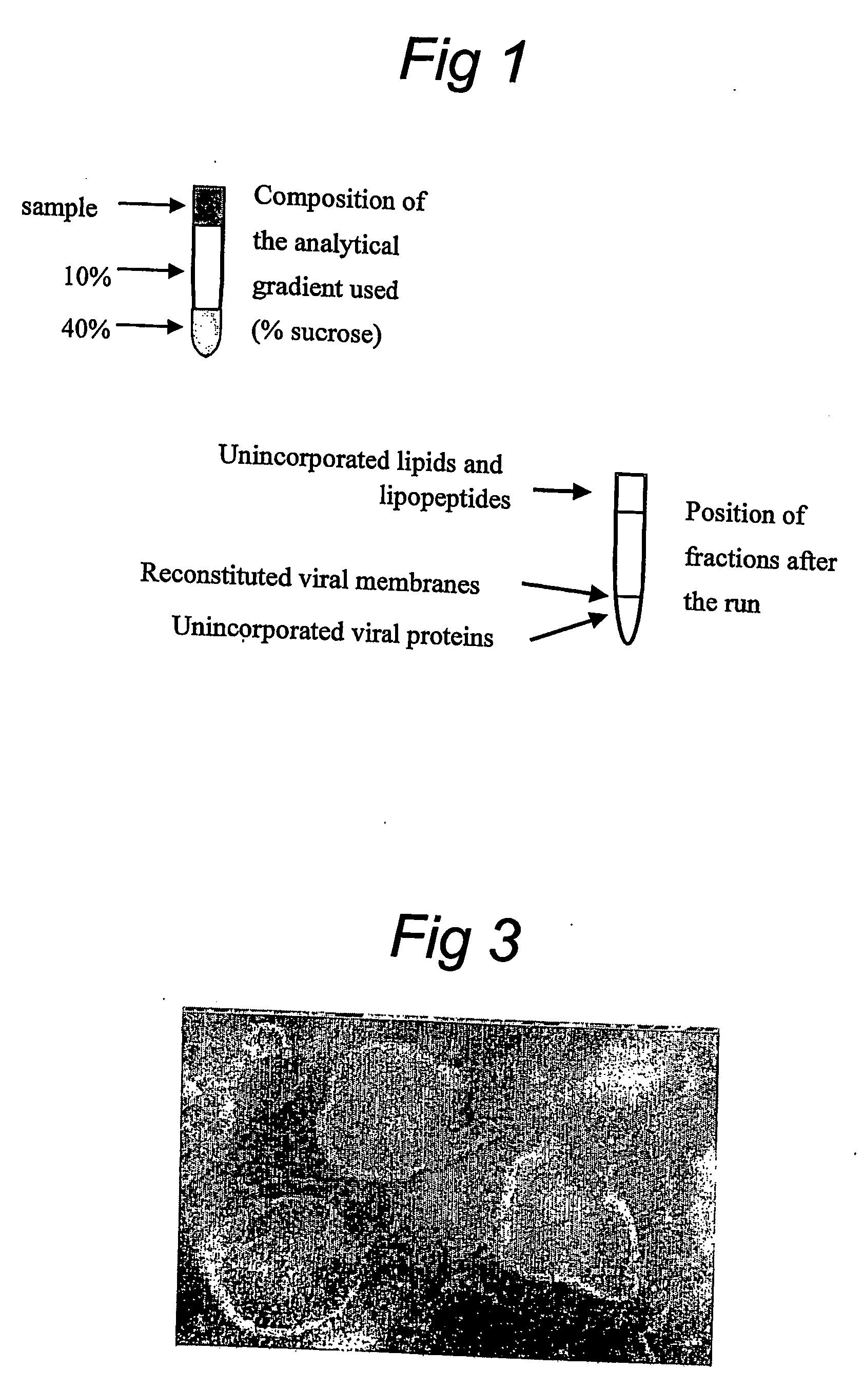 Functionallly reconstituted viral membranes containing adjuvant