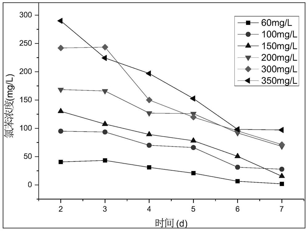 Serratia marcescens capable of degrading chlorobenzene and its application