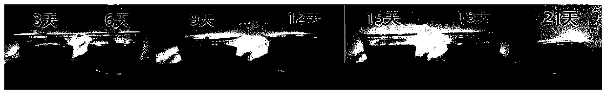 Refrigerated lemon tea beverage and preparation method thereof