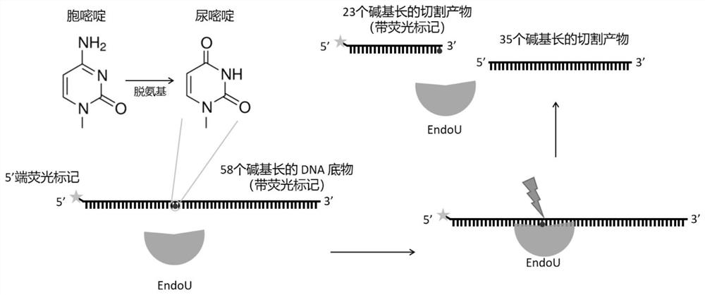 Endonuclease and application thereof