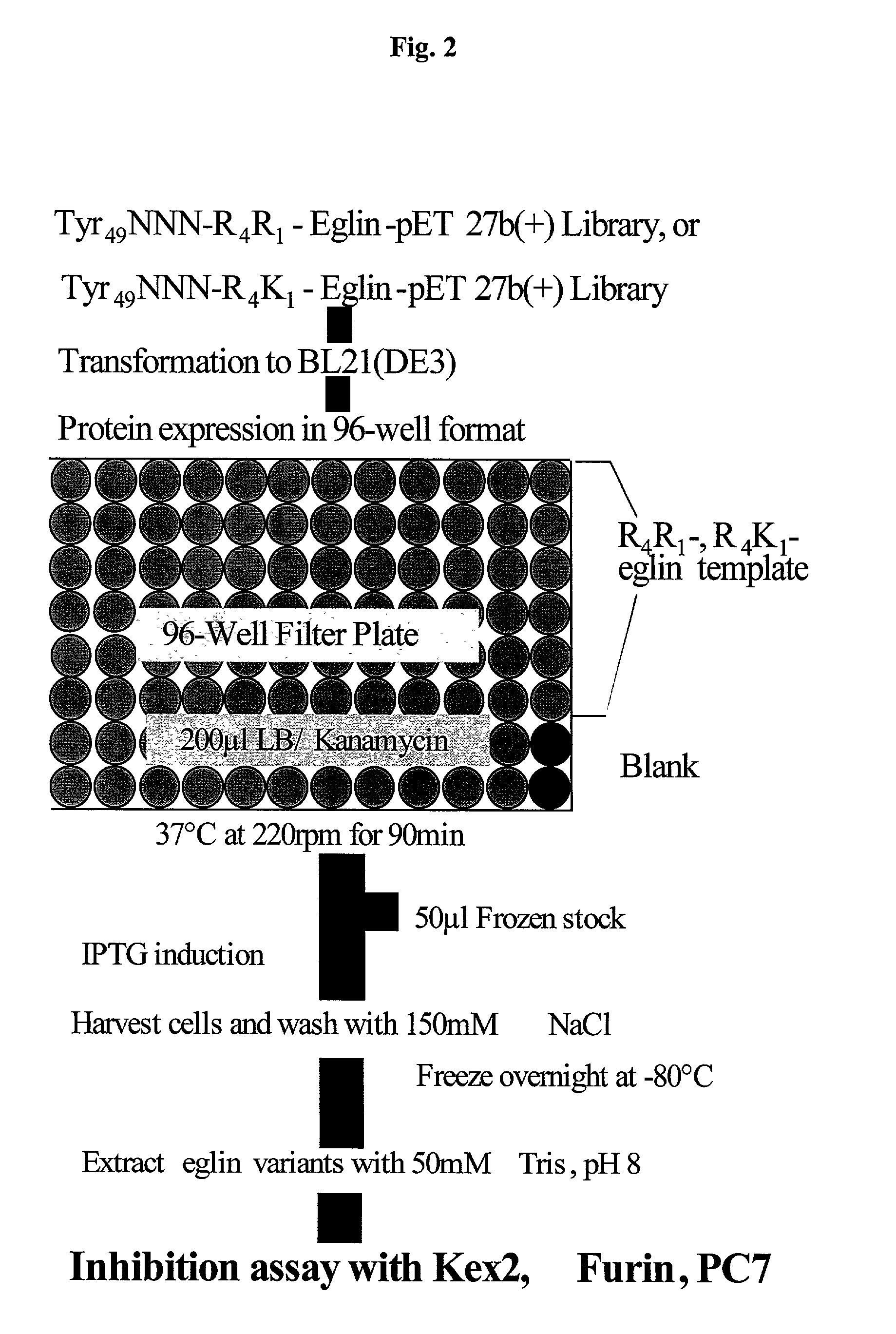 Eglin c based drugs for treatment of disease