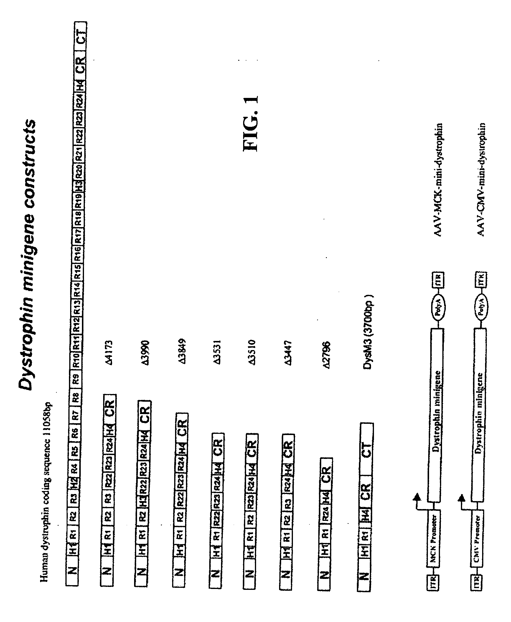 DNA sequences encoding dystrophin minigenes and methods of use thereof