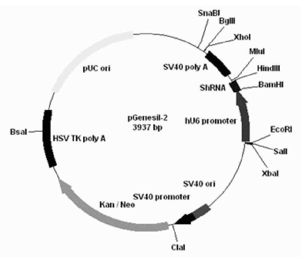 Composition of bFGF modified liposome and shRNA expression vector targeting human VEGF gene and preparation method thereof