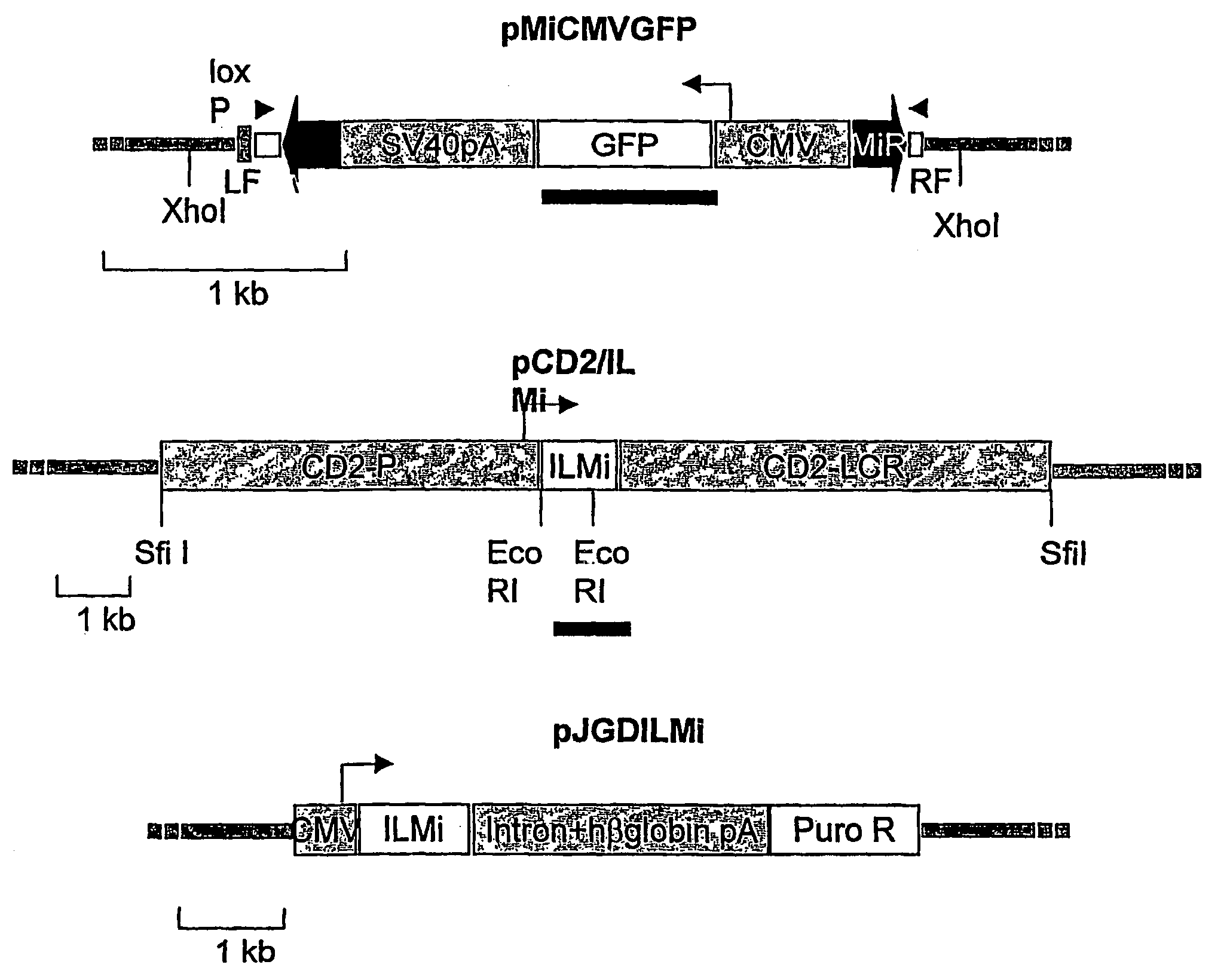 Method of generating transgenic organisms using transposons